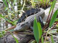 American Alligator