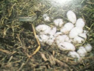 Alligator Eggs