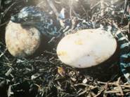 American Alligator Eggs