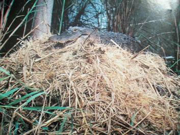 Female alligator guards its nest