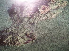 Alligator Camoflouge